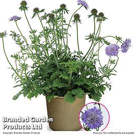 Scabiosa Kudo Blue