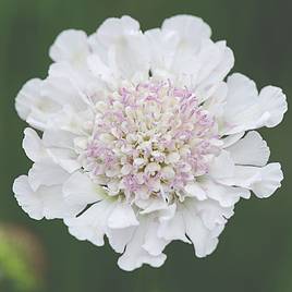 Scabiosa Kudo White