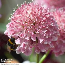 Scabiosa Scoop Marshmallow