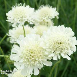 Scabiosa columbaria subsp. ochroleuca