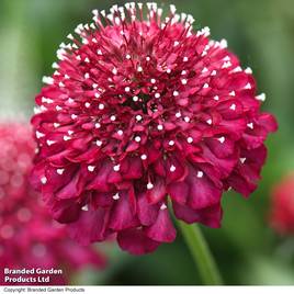 Scabiosa Scoop Raspberry