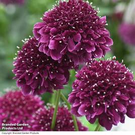 Scabiosa Scoop Dark Purple