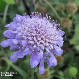 Scabiosa japonica Ritz Blue