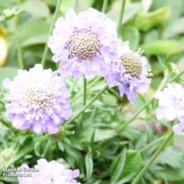 Scabiosa japonica Ritz Blue - Seeds