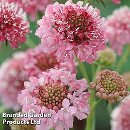 Scabious Salmon Queen - Seeds