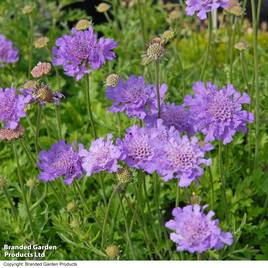 Scabiosa Vivid Violet
