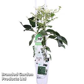 Schizophragma hydrangeoides Snow Sensation
