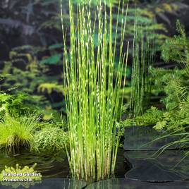 Scirpus tabernaemontani Zebrinus (Marginal Aquatic)