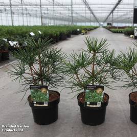 Sciadopitys verticillata