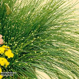 Isolepis cernua (Oxygenating Aquatic)