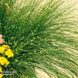 Scirpus isolepis (Oxygenating Aquatic)