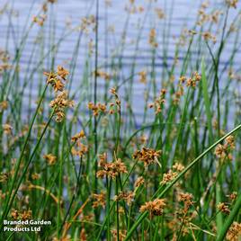 Scirpus lacustris Albescens (Marginal Aquatic)