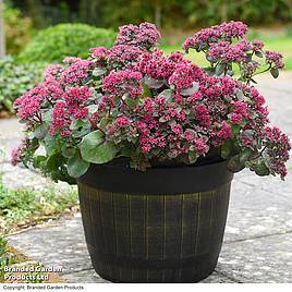 Sedum Busy Nights - Seeds