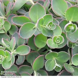 Sedum sieboldii Dragon