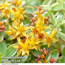 Sedum kamtschaticum var. kamtschaticum Variegatum