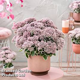 Sedum La Vie en Rose