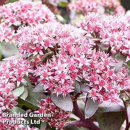 Sedum telephium Chocolate