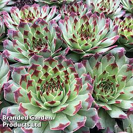 Sempervivum Chick Charms Mint Marvel