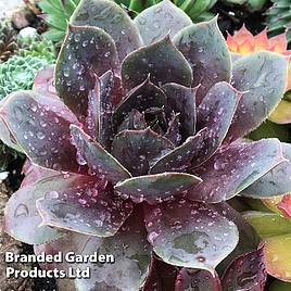 Sempervivum Chick Charms Plum Parfait