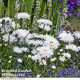 Shasta Daisy Snowdrift