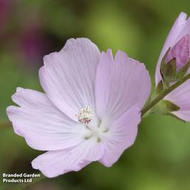 Sidalcea Elsie Heugh