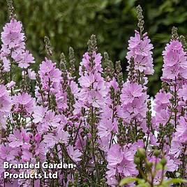 Sidalcea Elsie Heugh