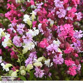 Silene Siberia Mix
