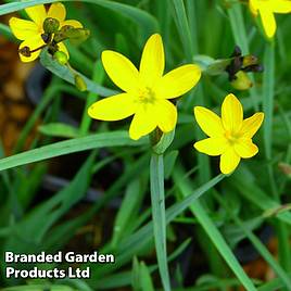 Sisyrinchium californicum Brachypus