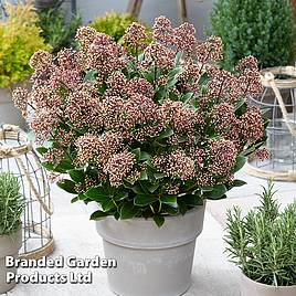 Skimmia jap. Extase