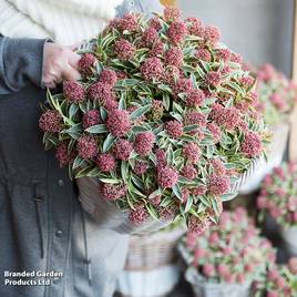 Skimmia japonica Mystic Marlot