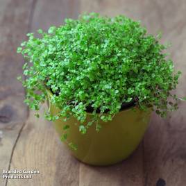 Soleirolia soleirolii Green