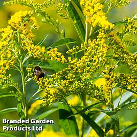Solidago Yellow Stone