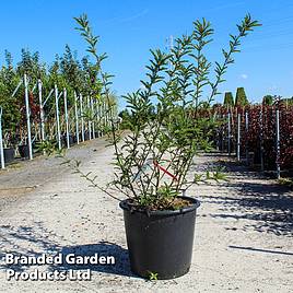 Sophora microphylla Sun King