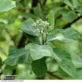 Sorbus aria Lutescens (Mature Tree)