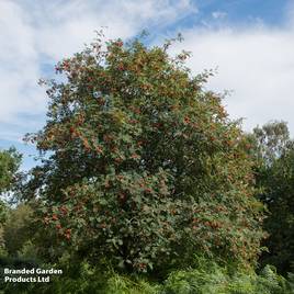 Rowan (Mature Tree)