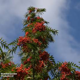 Sorbus ulleungensis Dodong (Mature Tree)