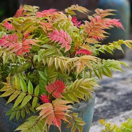 Sorbaria sorbifolia Crimson Feathers