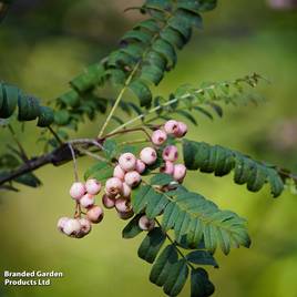 Sorbus hupehensis (Mature Tree)