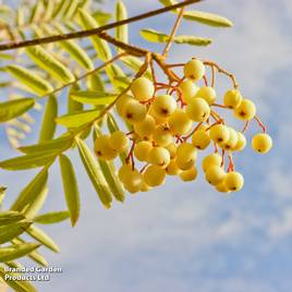 Sorbus Joseph Rock (Mature Tree)