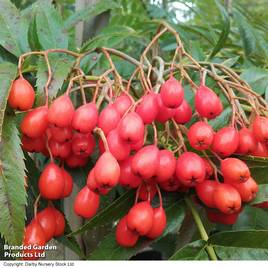 Sorbus ulleungensis Olympic Flame