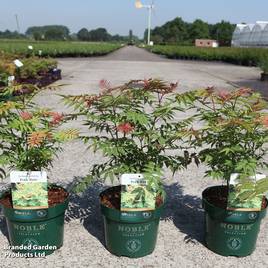 Sorbaria sorbifolia Pink Hopi
