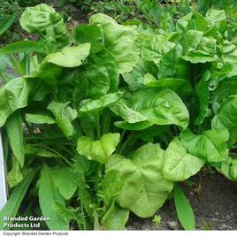 Spinach Perpetual (Spinach Beet)
