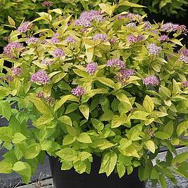 Spiraea japonica Gold Mound