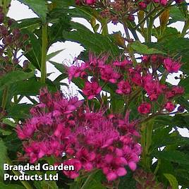 Spiraea japonica Anthony Waterer (Hedging)