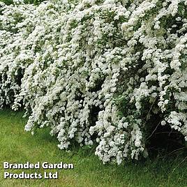 Spiraea Arguta
