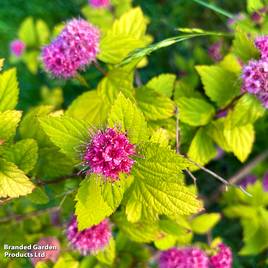 Spiraea japonica Candlelight