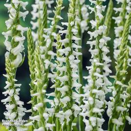 Spiranthes cernua Chadds Ford (Marginal Aquatic)