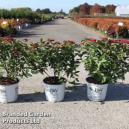 Spiraea japonica Double Play Doozie