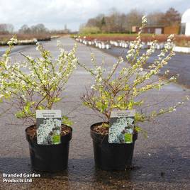 Spiraea prunifolia Goldfire