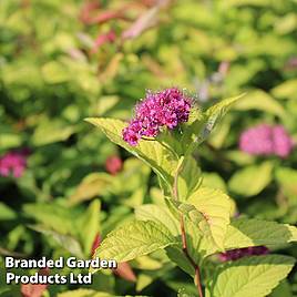 Spiraea japonica Goldflame (Hedging)